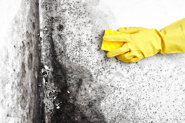 Best HVAC Mold Remediation in North Brooksville, FL