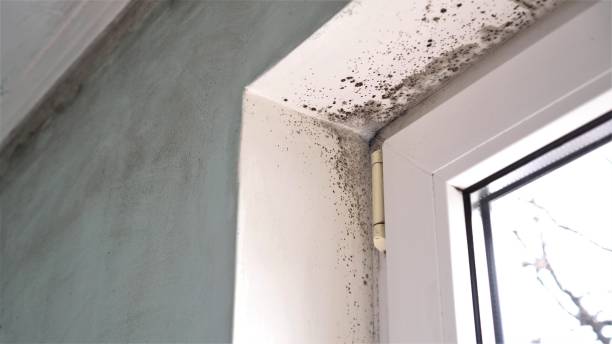Best Kitchen Mold Remediation in North Brooksville, FL