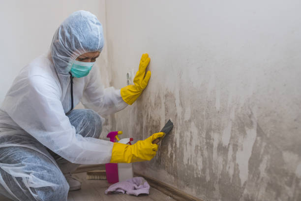 Best Black Mold Remediation in North Brooksville, FL