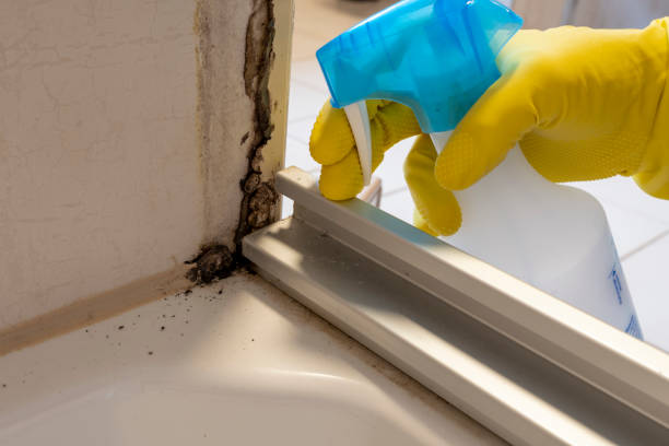 Best HVAC Mold Remediation in North Brooksville, FL