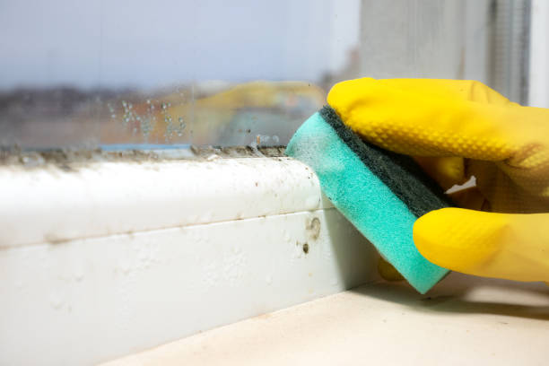 Best Post-Flood Mold Remediation in North Brooksville, FL