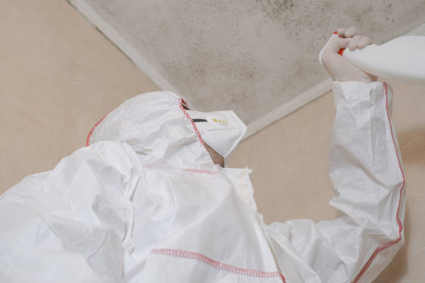 Best DIY Mold Remediation Support Services in North Brooksville, FL