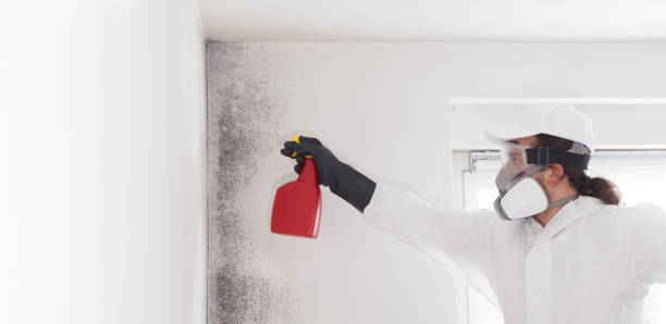 Best Emergency Mold Remediation in North Brooksville, FL