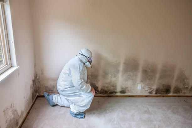 Professional Mold Remediation in North Brooksville, FL