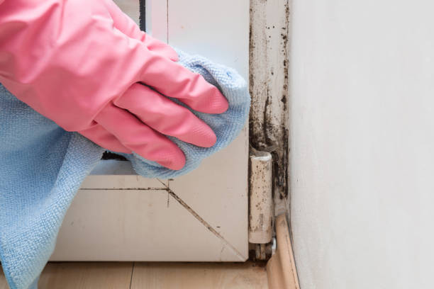 Best Basement Mold Remediation in North Brooksville, FL