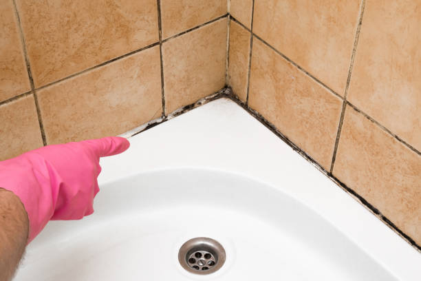 Best Crawl Space Mold Remediation in North Brooksville, FL